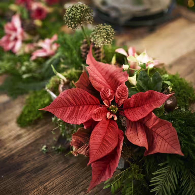 Julstjärna – fakta och skötselråd