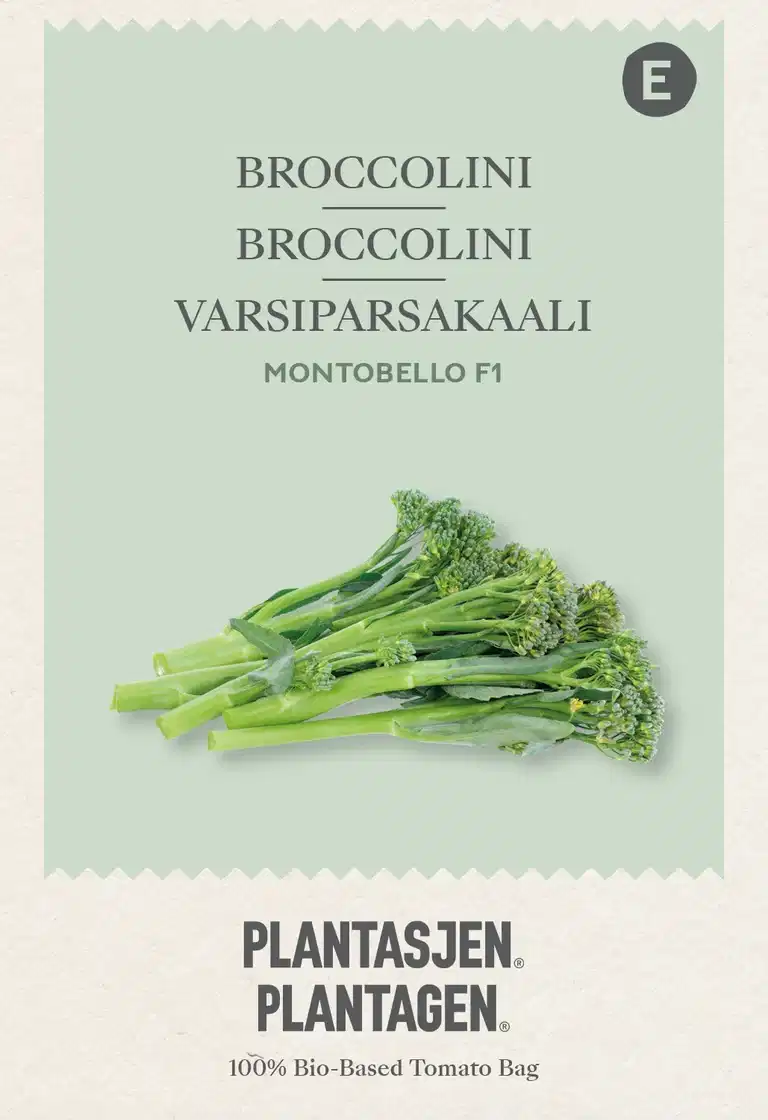 Broccolini 'Montebello' F1