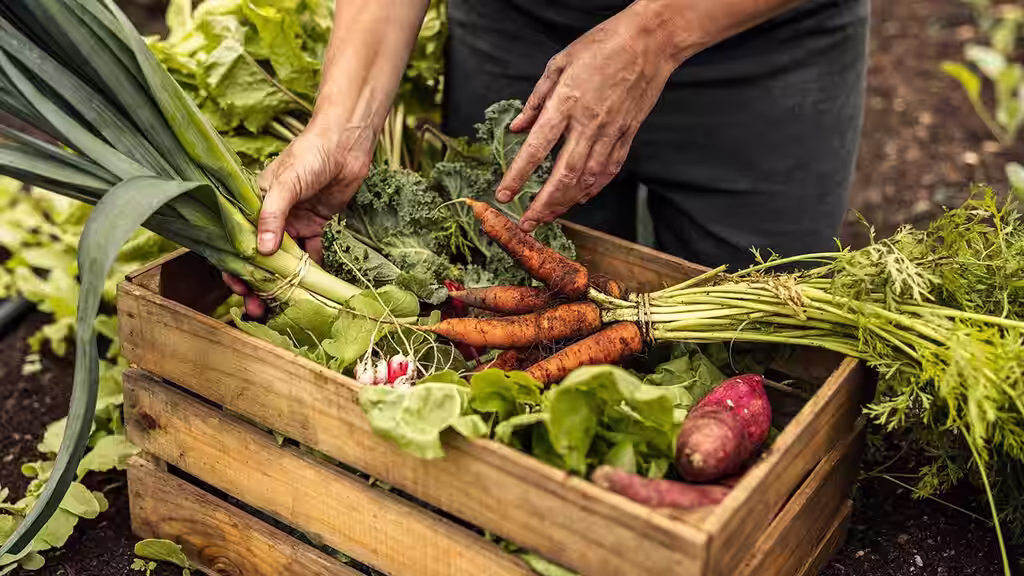 Så lagrar du skörden 