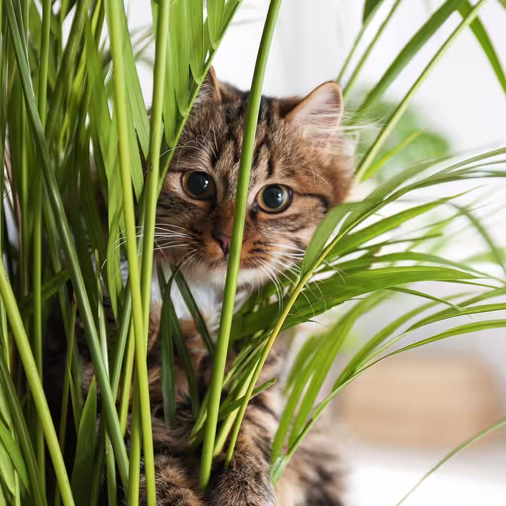 These plants are toxic to cats and dogs