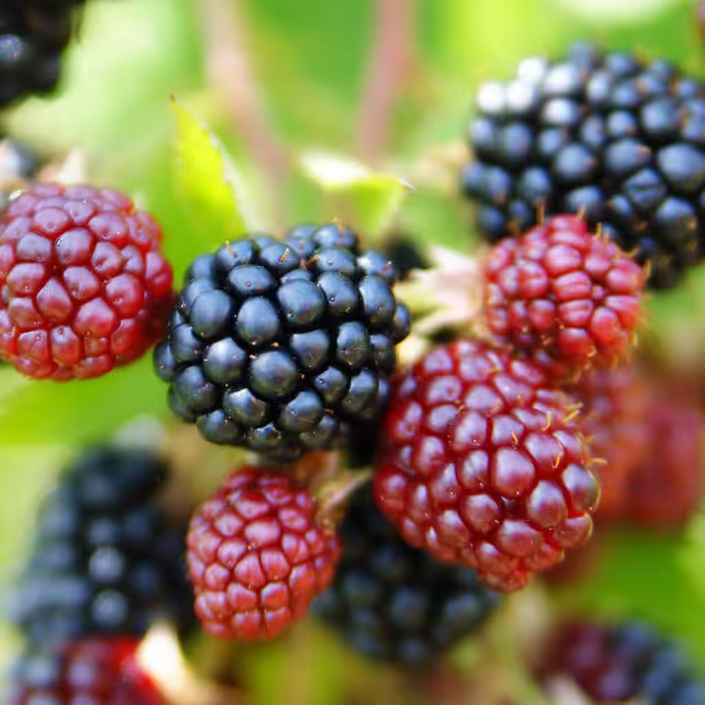 Bär - hur man lyckas