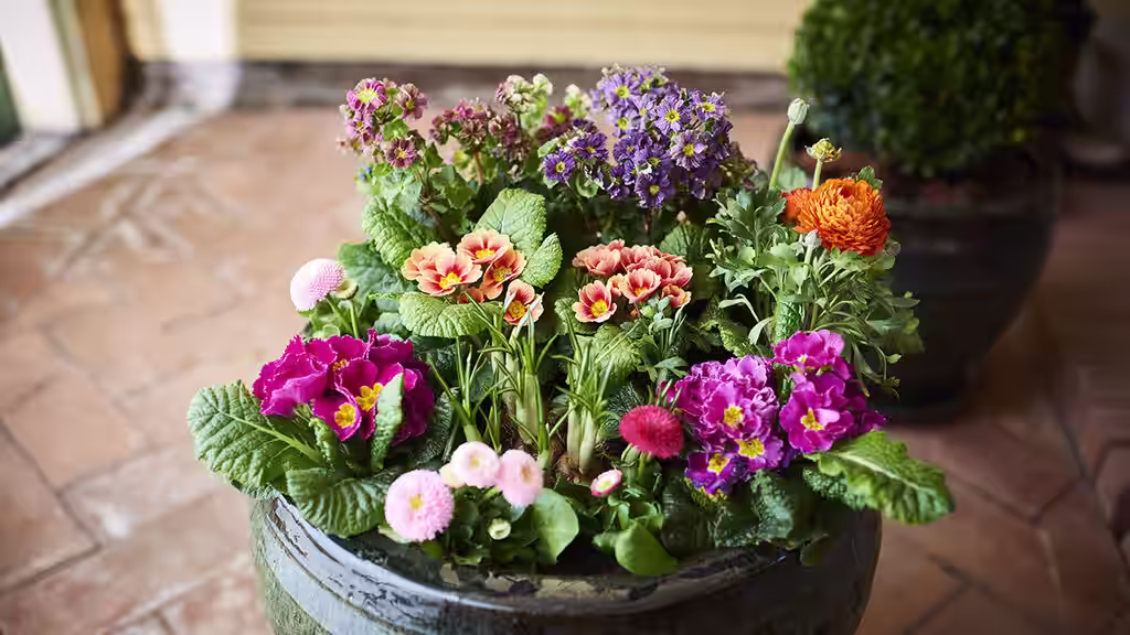 Rivstarta våren – satsa på frosttåliga vårblommor 