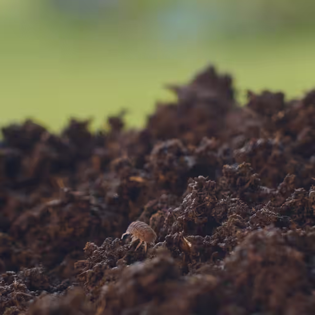 Nedbrytare - mulltillverkande insekter i land och rabatter 