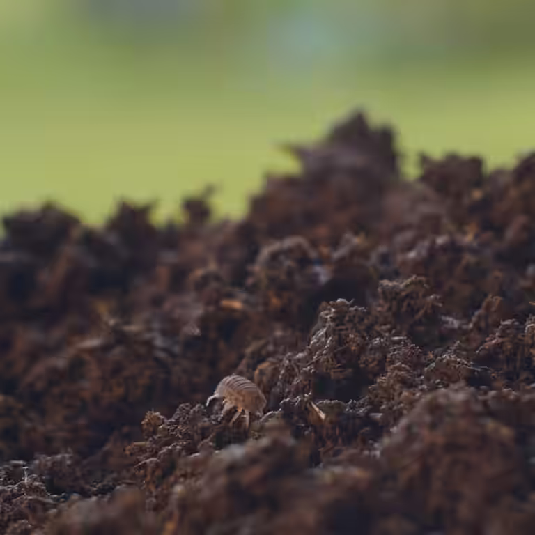 Nedbrytare - mulltillverkande insekter i land och rabatter 