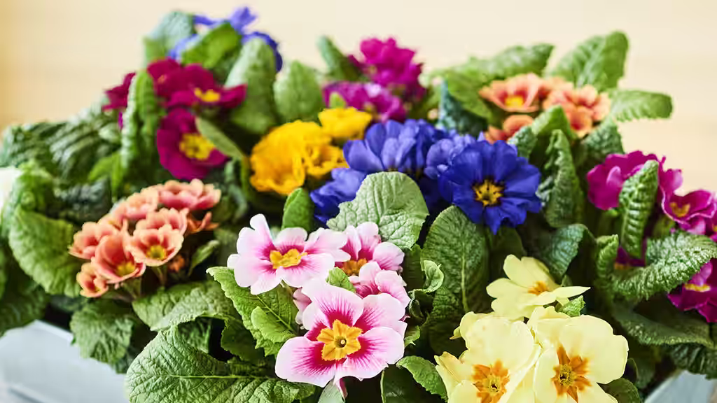 Primrose