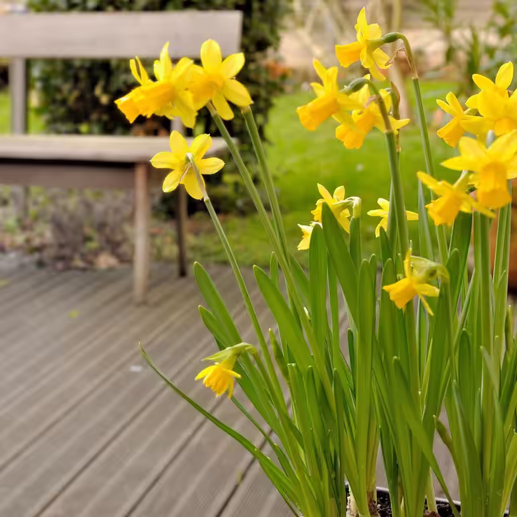 Påsklilja – plantering och skötsel