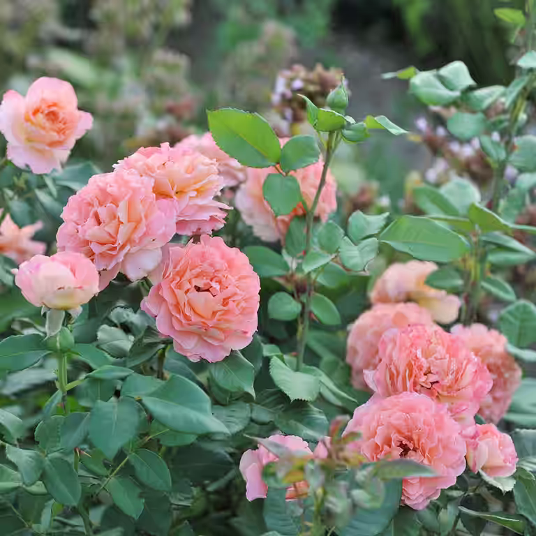 Rosor i trädgården – plantering och skötsel 