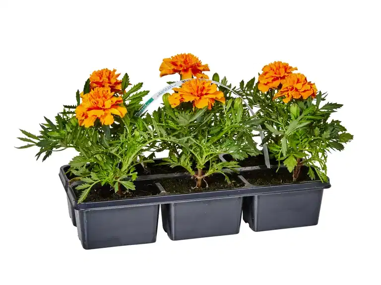 Tagetes