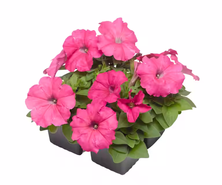 Petunia