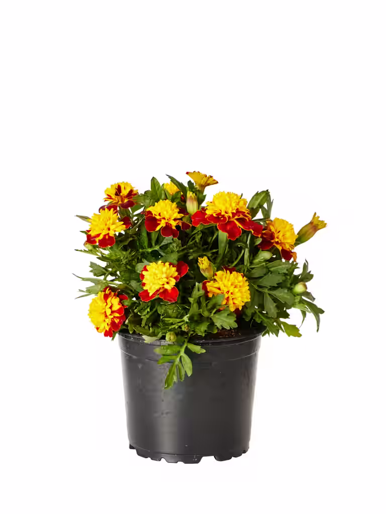 Tagetes small fl. Bicolor 11 cm