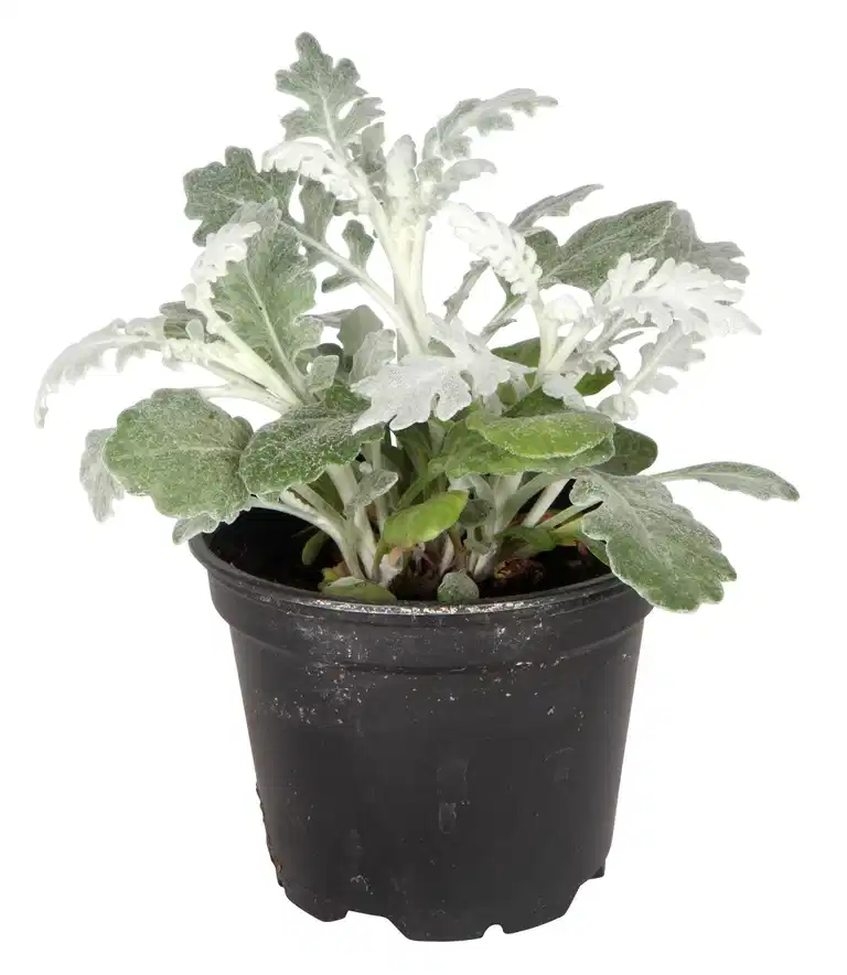 Senecio cineraria Silver 12 cm
