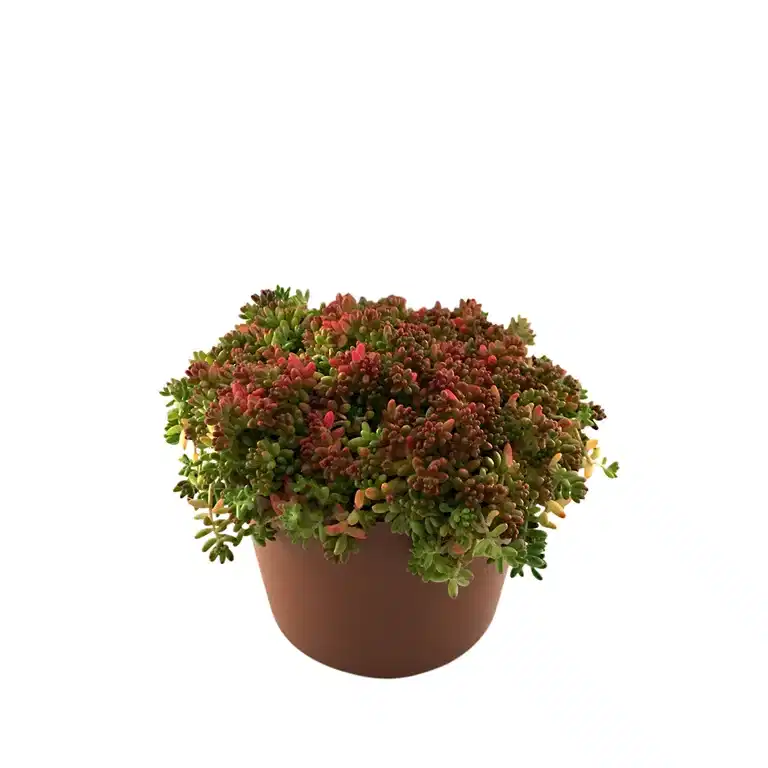 Sedum, olika sorter