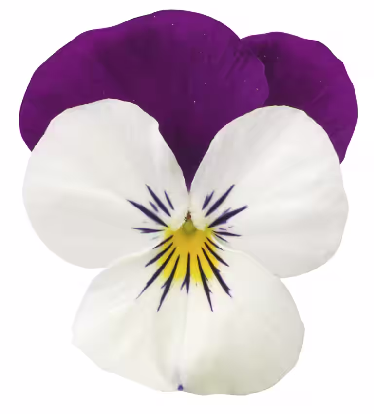Pensé småblommig