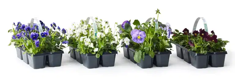 Pensé småblommig 