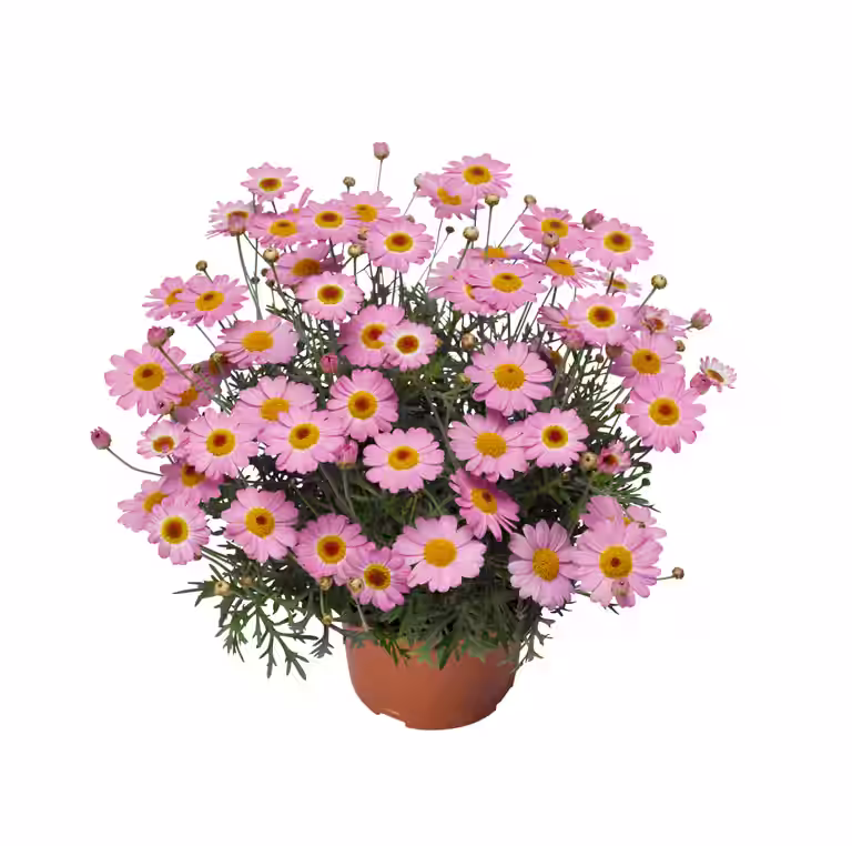Margerit