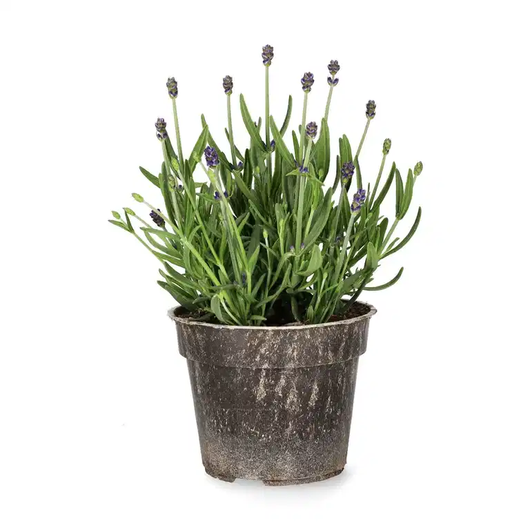 Lavandula ang. 'Felice' 10,5cm