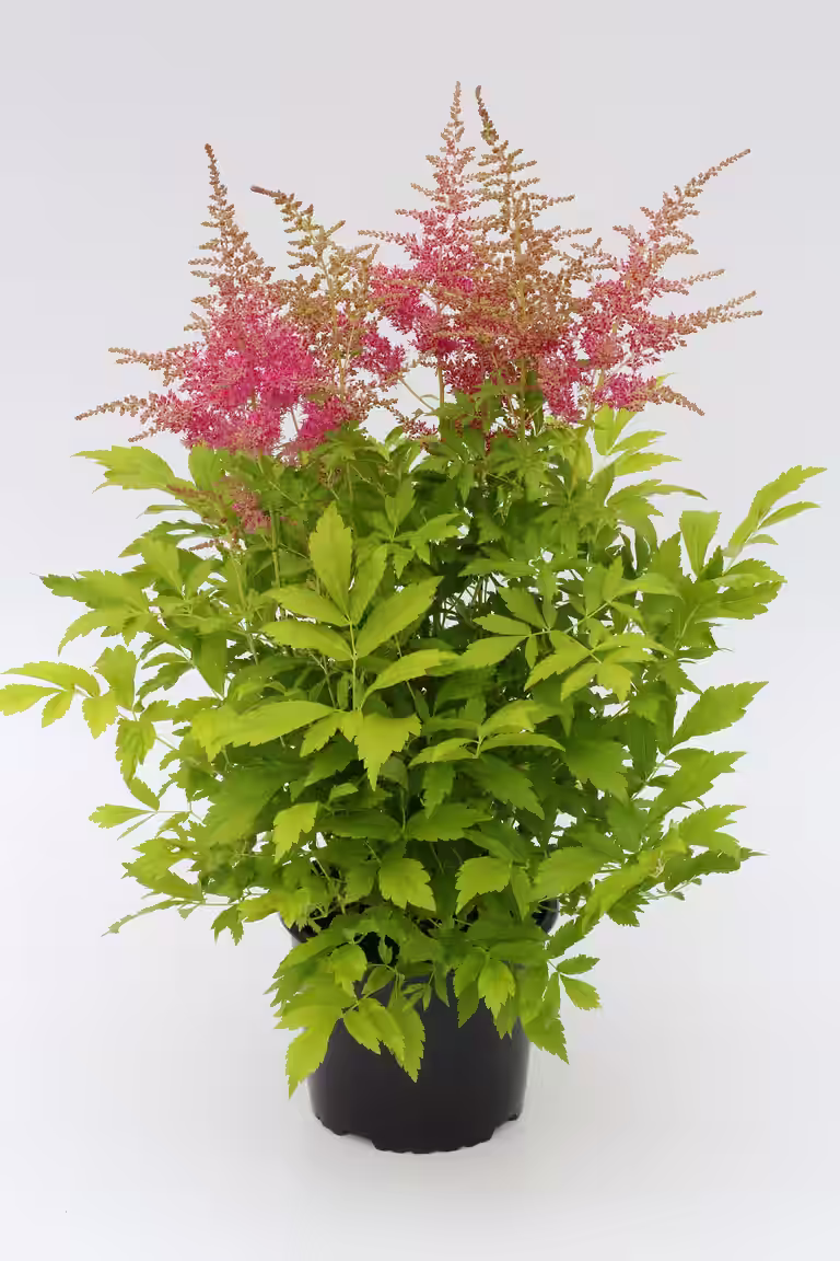 Astilbe
