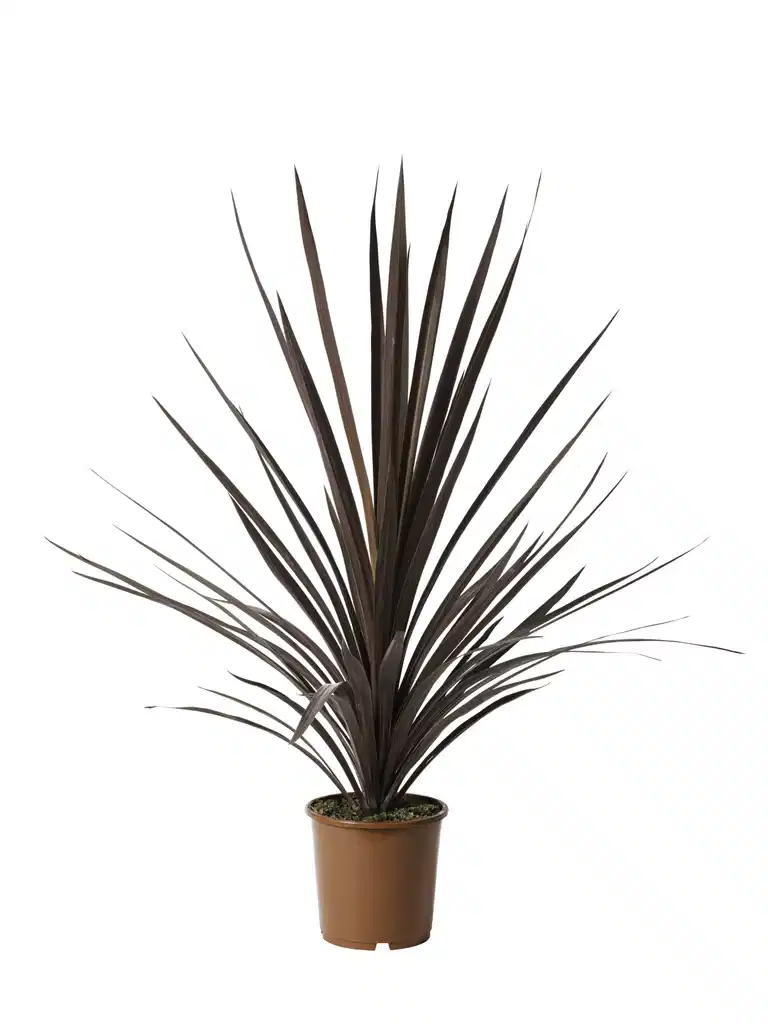 Cordyline a. 'Red Star' 21 cm