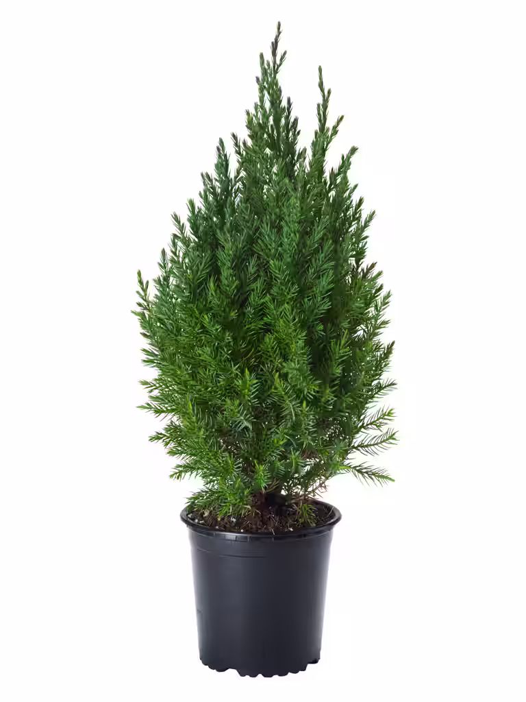 Kinesisk en 'Stricta'
