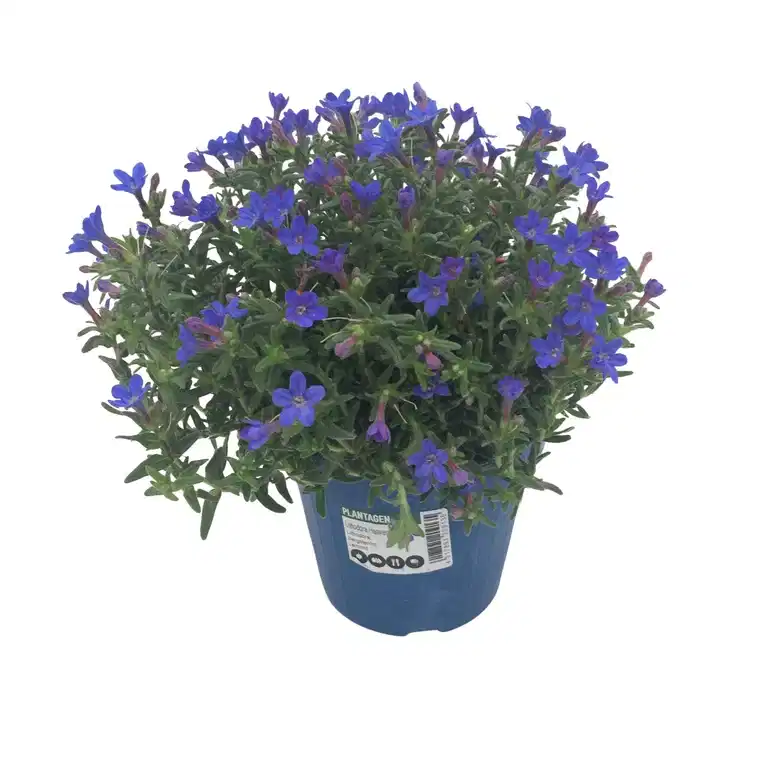 Bergstenfrö 'Heavenly Blue'