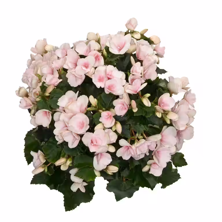 Begonia Betulia