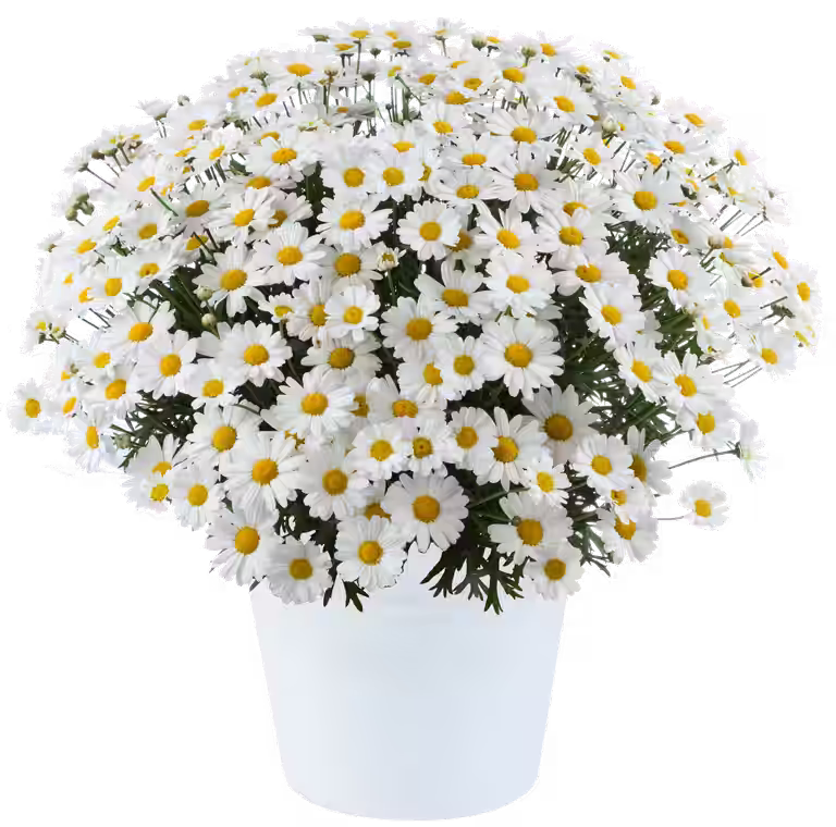 Margerit
