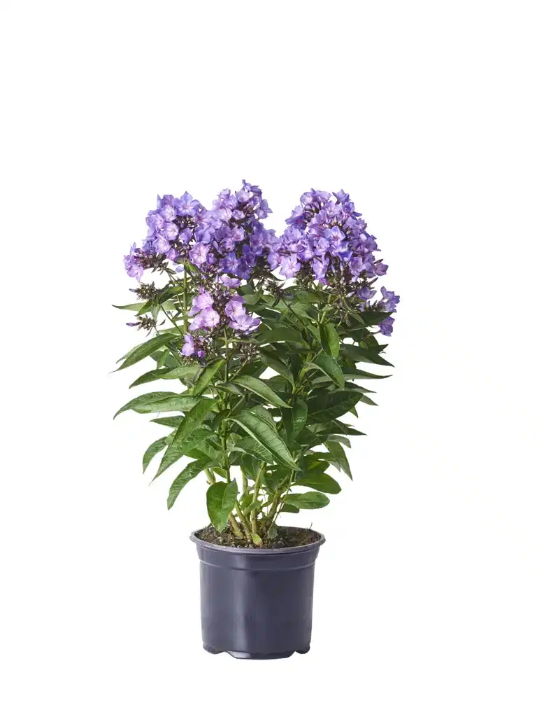 Phlox paniculata Lilac 17cm