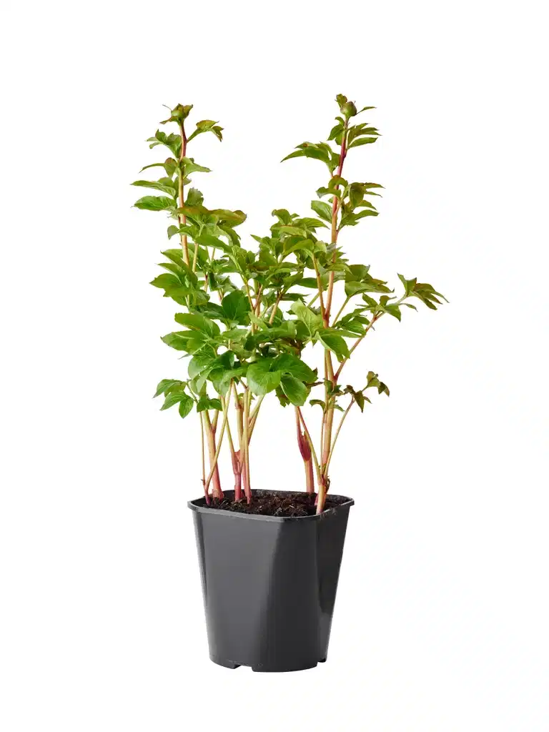 Paeonia lactiflora 23cm