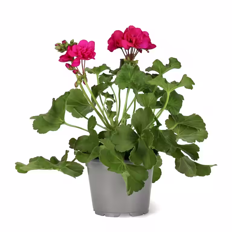 Pelargon Calliope 'Deep Rose'