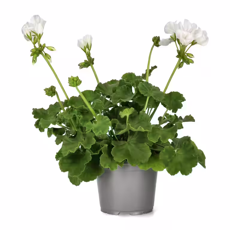 Pelargon Calliope