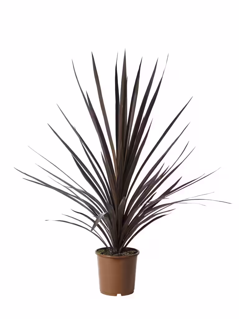 Syddracena 'Red star'