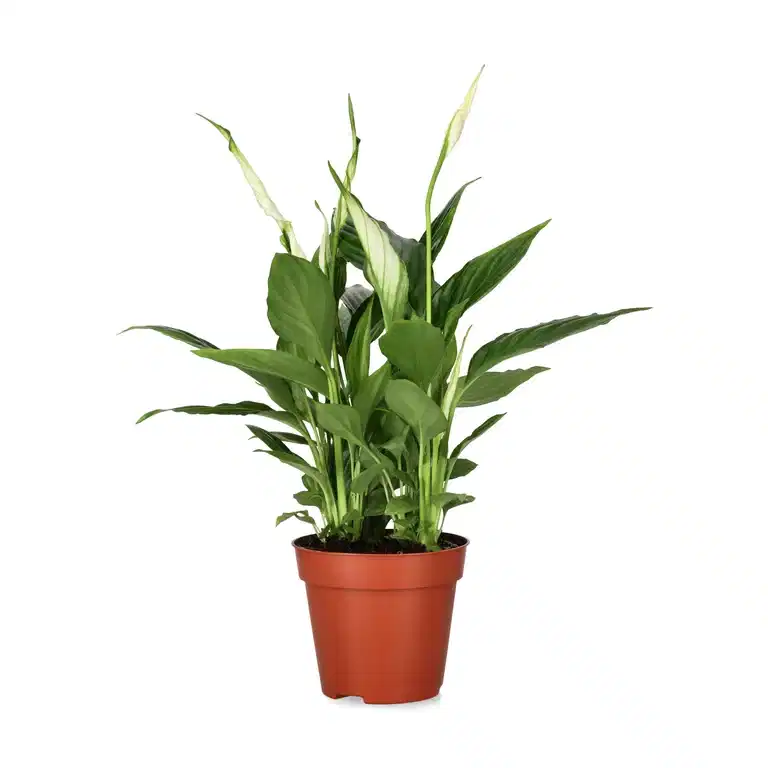 Fredskalla 'Torelli'