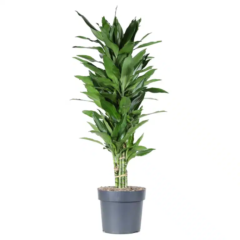 Banddracena 'Janet Lind'