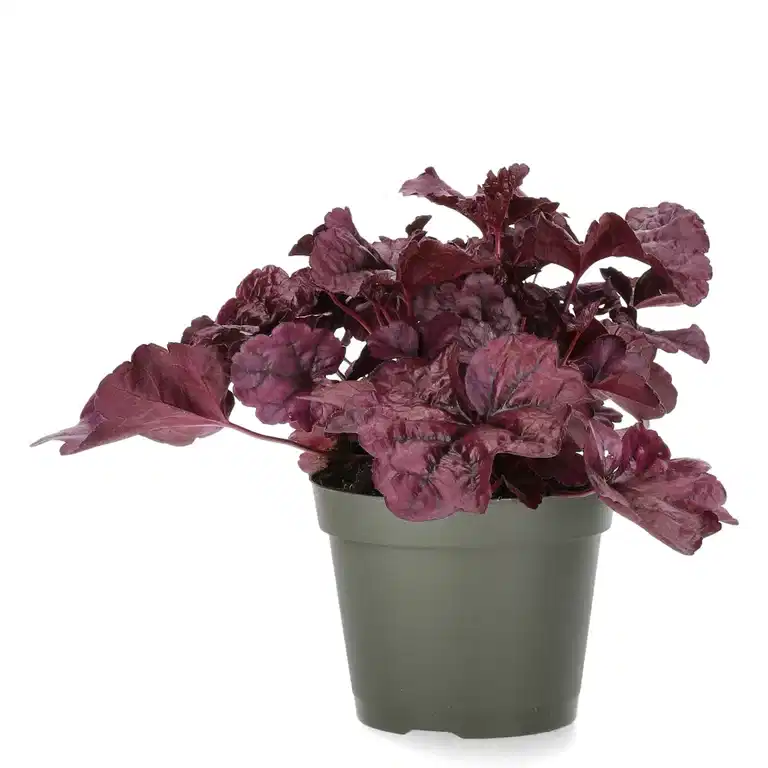 Heuchera Purple 15cm