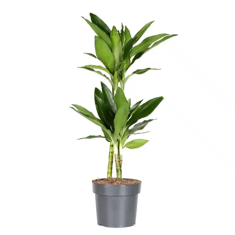 Banddracena 'Janet Lind'