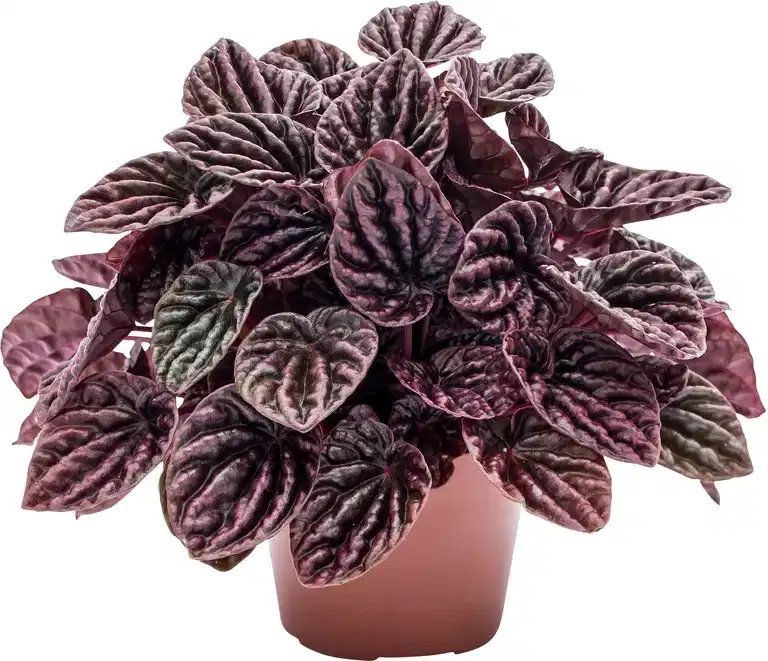 Peperomia 'Red Luna'