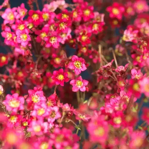 Rosenbräcka, olika sorter