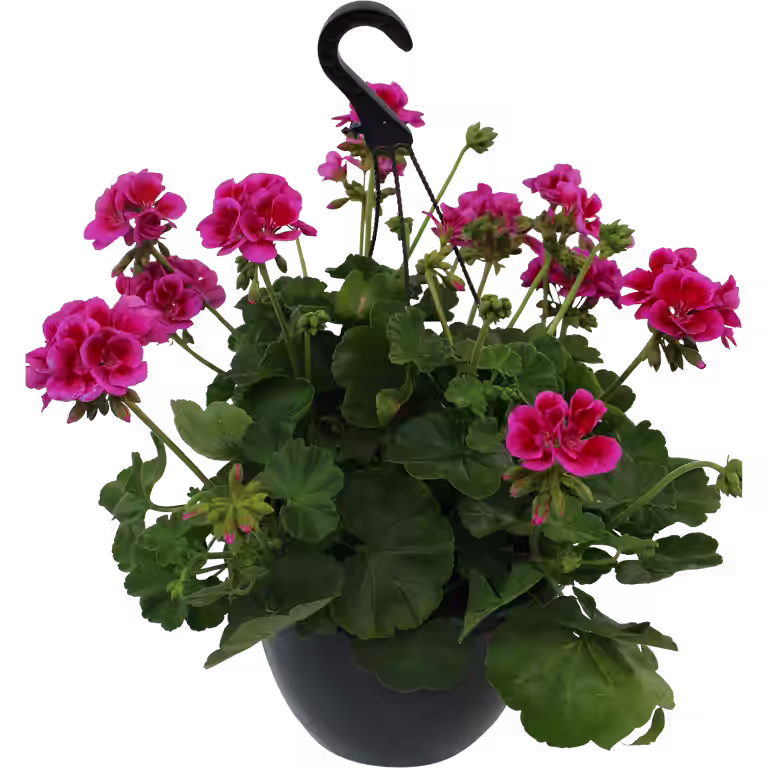 Pelargon Calliope