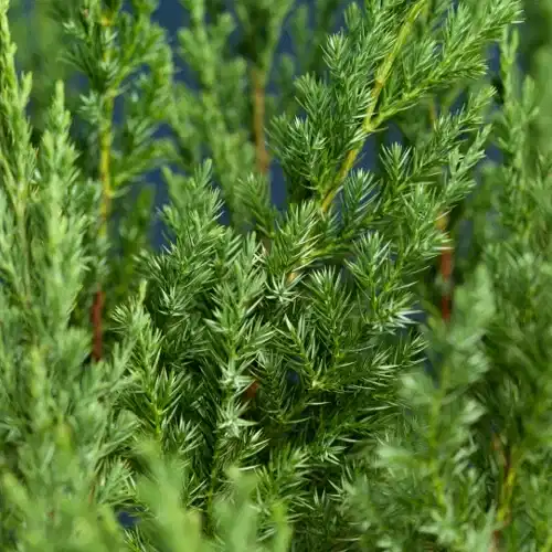 Kinesisk en 'Stricta'