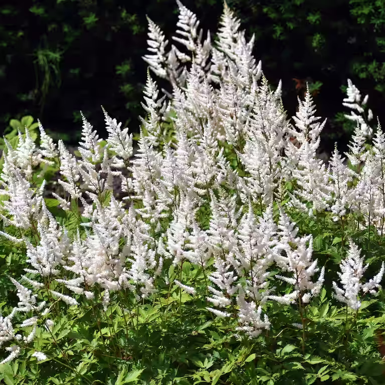 Silverastilbe 'Deutschland'