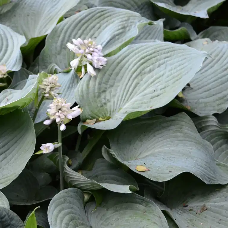 Daggfunkia 'Elegans'