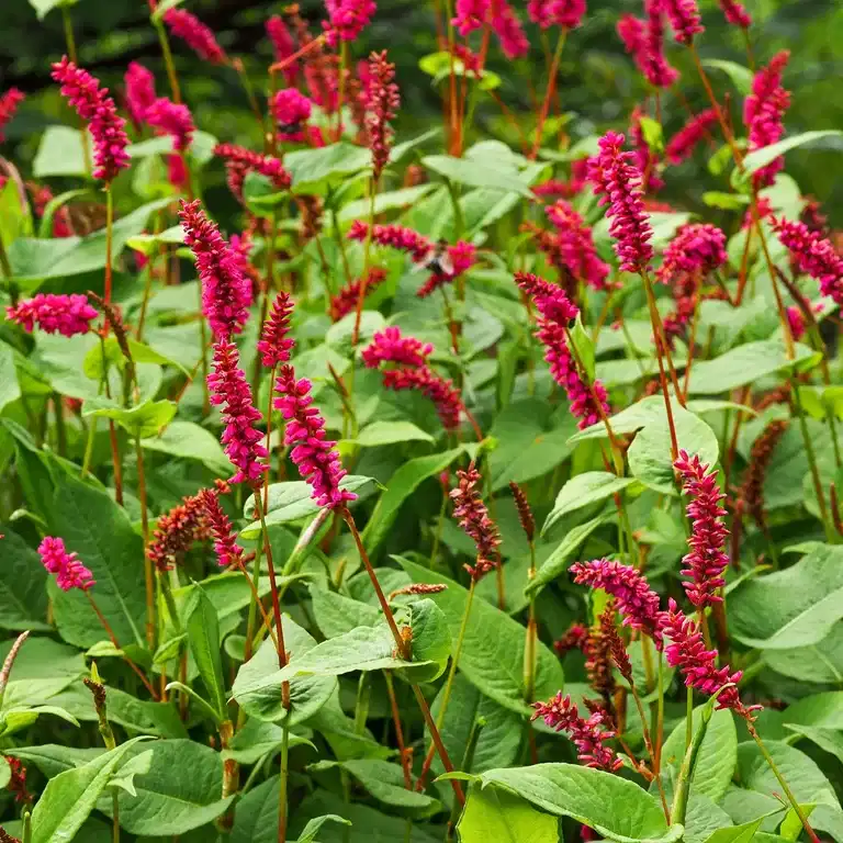 Persicaria amplexicaulis