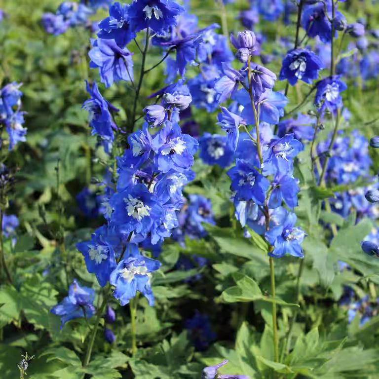 Trädgårdsriddarsporre 'Blue Bird'