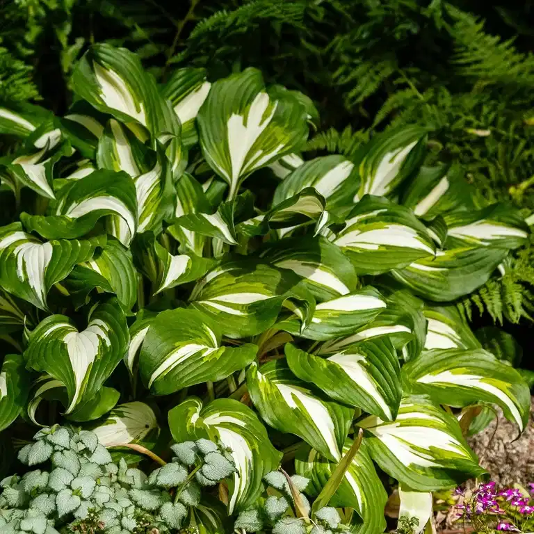 Hosta 'Night Before Christmas'