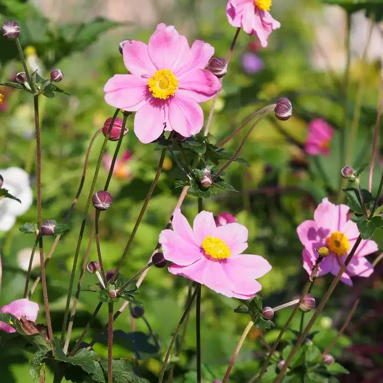 Stor höstanemon 'Königin Charlotte'