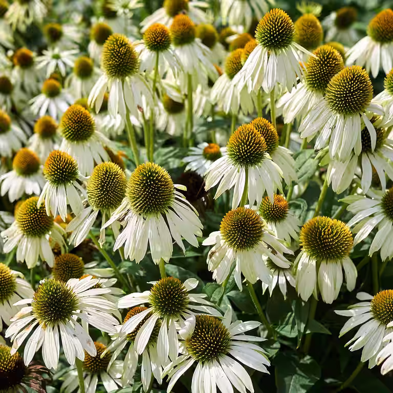 Röd Solhatt 'Alba'