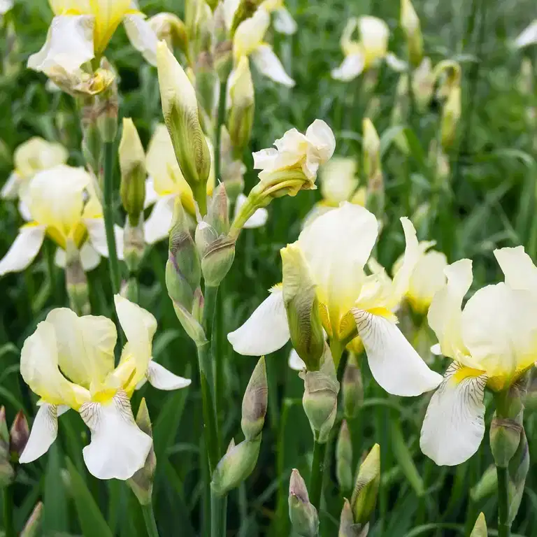 Rabattiris 'Snow Queen'