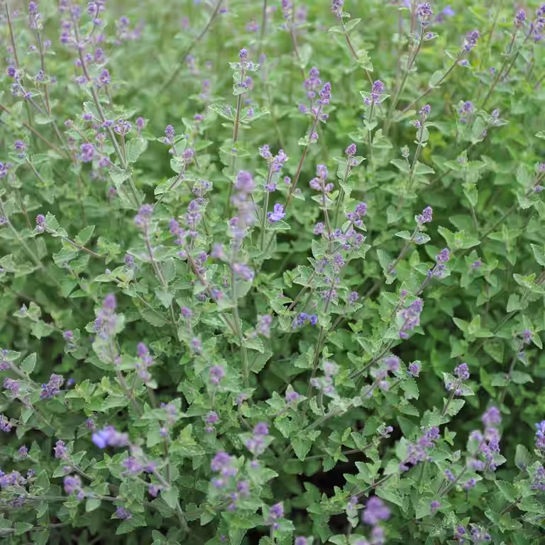 Kantnepeta