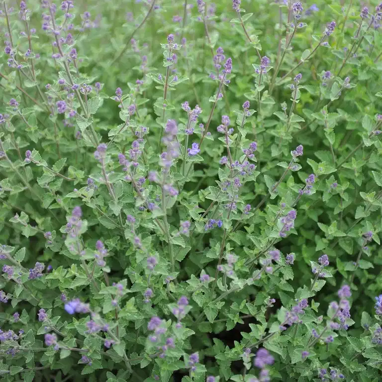 Kantnepeta