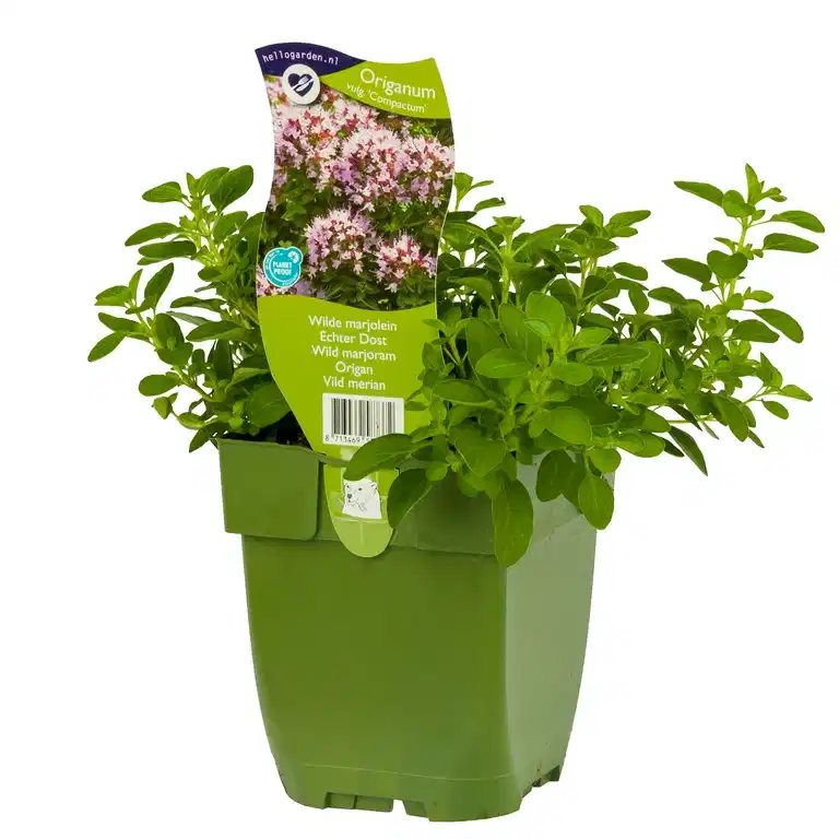 Origanum vulgare 'Compactum'